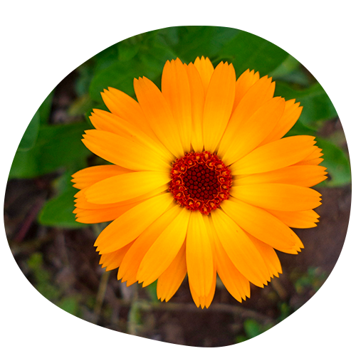 AGC_Calendula