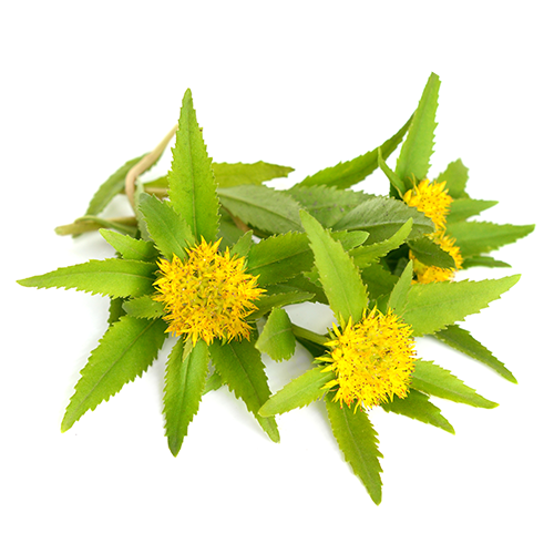 NTG_Nutranergy_Bulle_Rhodiola